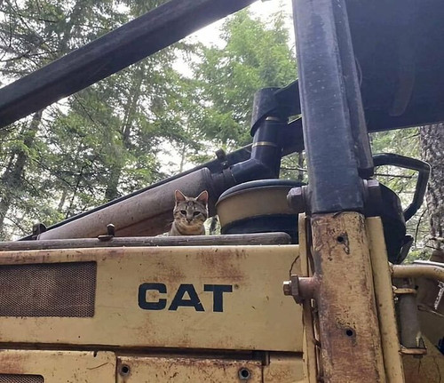 cats with jobs pictures 66fd17d49c7f8 700.jpg
