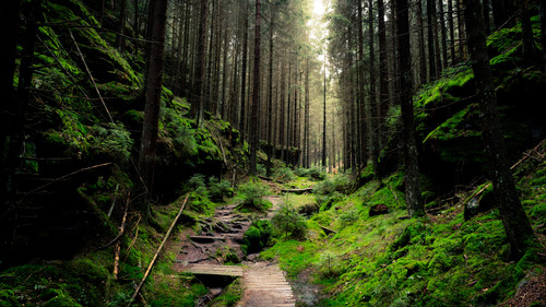 dense forest.jpg
