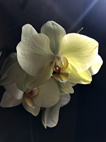 lemonorchidTwo090220.jpg