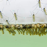 dietmuoi2411
