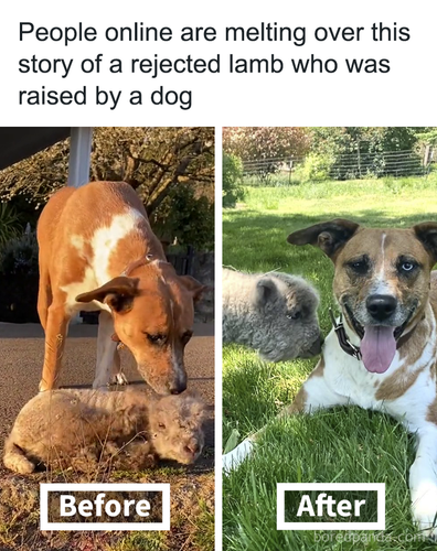 dog adopt lamb.png