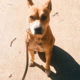 Top Dog Training in Atlanta GA Expert Behaviorist Services.gif