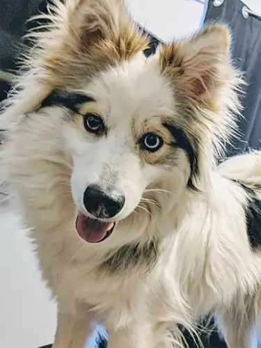 huskimo sirburtonofkeystone 2000 c9a2aa98090445ed947b21f8f1be852e.webp