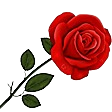 redrose1 1 112 removebg preview@112.png