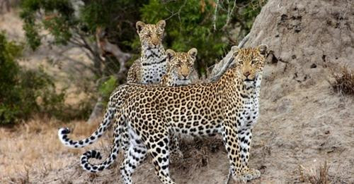 14925119538395406245?url=https%3A%2F%2Fwww.aysor.am%2Fnews images%2F779%2F2336242 1%2Fanatolianleopa.jpg