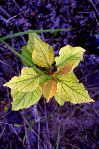 DSC 0008.jpg