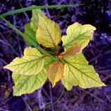DSC 0008