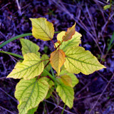 DSC 0009