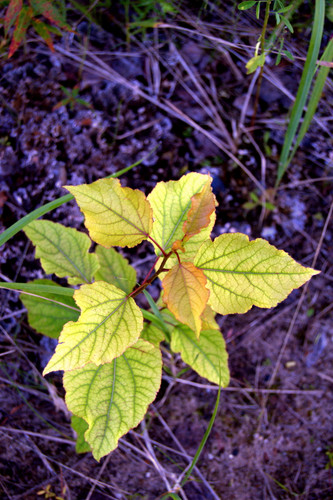 DSC 0007.jpg