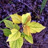 DSC 0007
