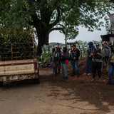 Avacado19