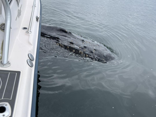 Whale Watching in Vancouver Island.jpg