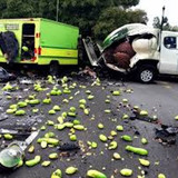 Avacado12
