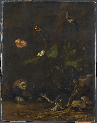 Borssom, Anthonie van Животные и растения, 1677, 62 cm х 49 cm, Холст, масло