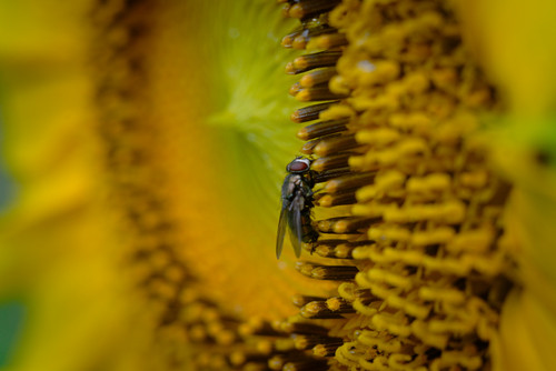 fly on sunflower