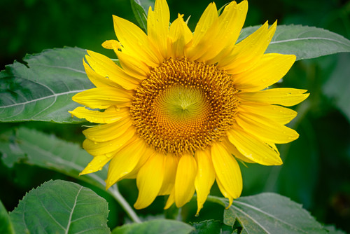 joshuas sunflower