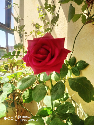 IMG 20240614 111422.jpg