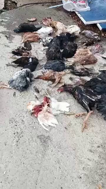 ZLGOKkAw wF2H81e.jpg