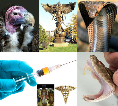SnakesAndVulturesEverywhereLackOfHealthAndWellbeing