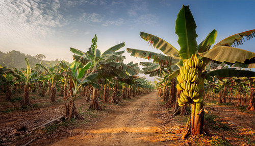 Firefly banana farm old with bananas hanging off trees 77220.jpg