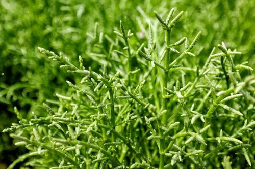 GWm7hUSWYAAP wB?format=jpg.jpg