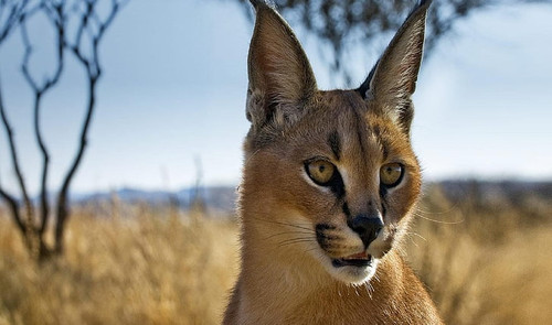 caracal prairie view muzzle wallpaper preview.jpg