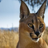 caracal prairie view muzzle wallpaper preview