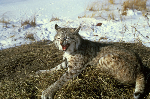 1280px Bobcat.jpg