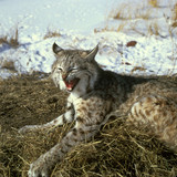 1280px Bobcat