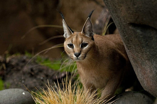 cats caracal wallpaper preview (1).jpg