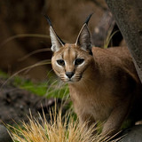 cats caracal wallpaper preview (1)