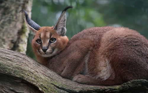 caracal caracal caracal english pronunciation k aer ə k æ l is a medium sized wild cat that lives in.jpg