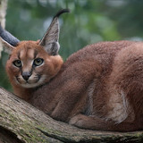 caracal caracal caracal english pronunciation k aer ə k æ l is a medium sized wild cat that lives in