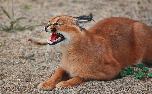 cats caracal wallpaper preview.jpg
