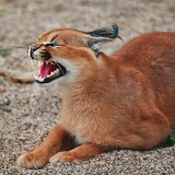 cats caracal wallpaper preview