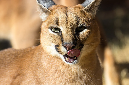caracal cat face tongue wallpaper preview.jpg