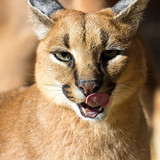 caracal cat face tongue wallpaper preview