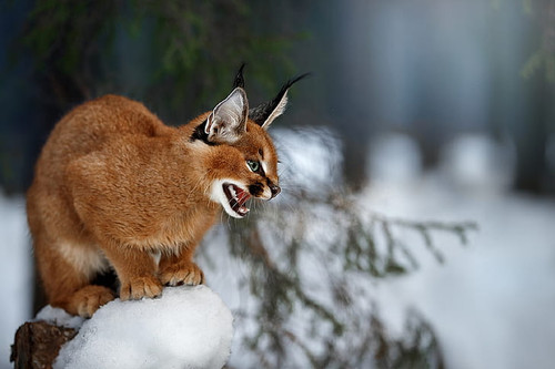 cats caracal big cat wildlife hd wallpaper preview.jpg