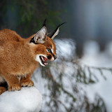 cats caracal big cat wildlife hd wallpaper preview