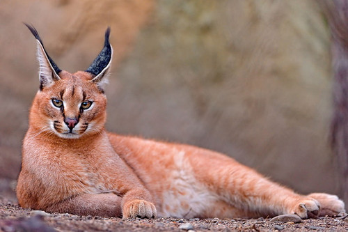 caracal big cat lay wallpaper preview.jpg
