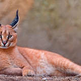 caracal big cat lay wallpaper preview
