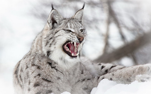 animals lynx nature snow wallpaper preview.jpg