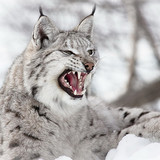 animals lynx nature snow wallpaper preview