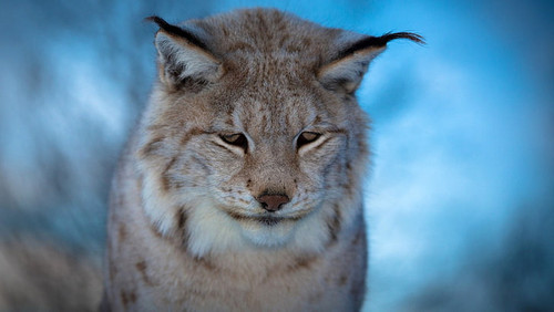 cute pictures of lynx cats wallpaper preview.jpg