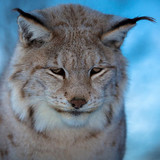 cute pictures of lynx cats wallpaper preview