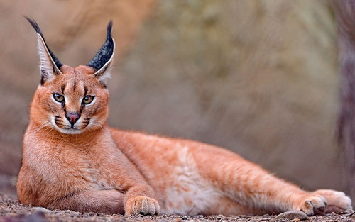 caracal rest beautiful wallpaper preview.jpg