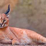caracal rest beautiful wallpaper preview