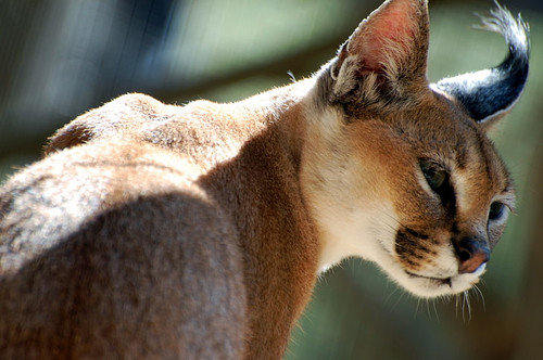caracal wallpaper preview.jpg