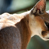 caracal wallpaper preview