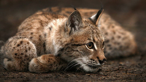 1animals cat lynx.jpg